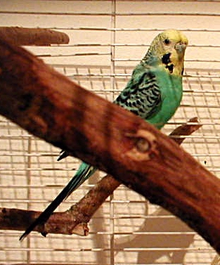 Cilly