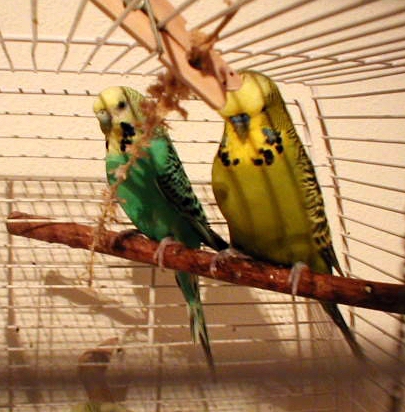 Cilly (links) und Flappy